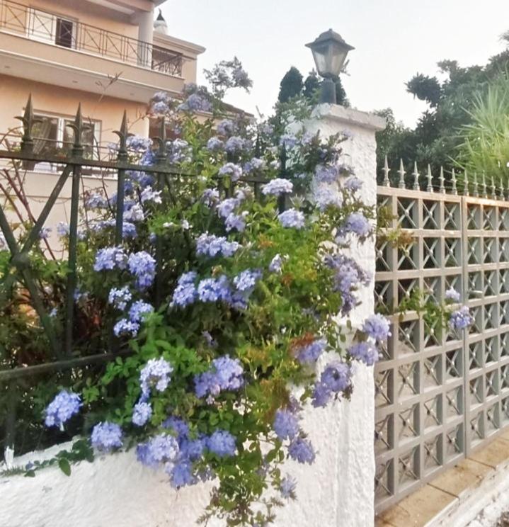 Olyna'S Apartment N.S Preveza Nea Sampsounta المظهر الخارجي الصورة